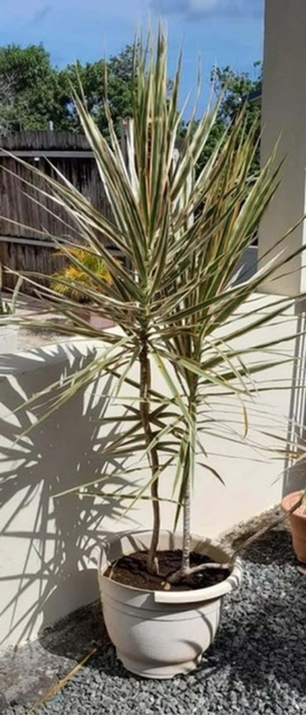Plante Dracaena